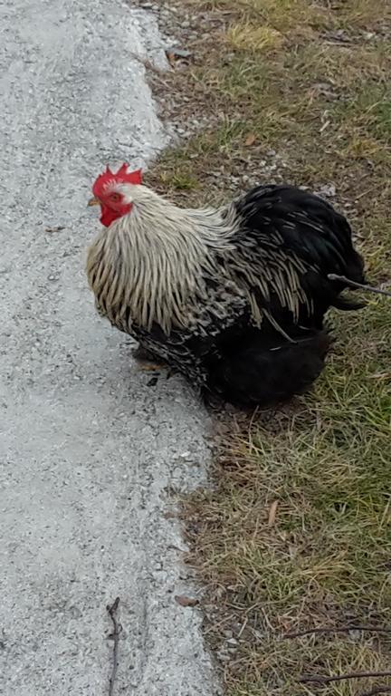 Agriturismo Botton D'Oro Dongo Luaran gambar